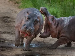 Potret Satwa Liar Paling Brutal: Momen Ganas yang Tertangkap Kamera