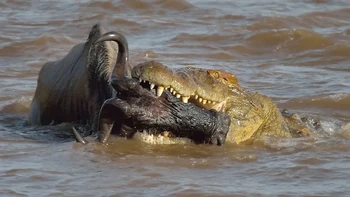 Wildebeest berjanggut putih barat (Connochaetes taurinus mearnsi) di rahang Buaya Nil (Crocodylus niloticus) di sungai, Segitiga Mara, Cagar Alam Nasional Maasai Mara, Narok, Kenya Foto: Discoverwildlife