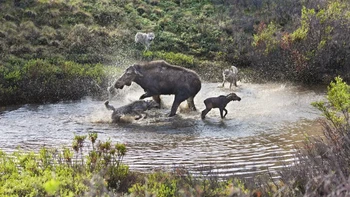 Seekor rusa betina melindungi anaknya yang baru lahir dari kawanan serigala Grant Creek di Taman Nasional Denali, Alaska Foto: Discoverwildlife