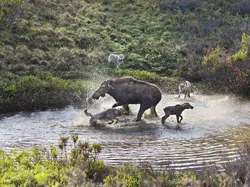 Potret Satwa Liar Paling Brutal: Momen Ganas yang Tertangkap Kamera