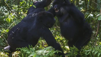 Sepasang gorila gunung punggung hitam (Gorilla beringei beringei) bermain dan bertarung di hutan, Parc de Volcanos, Rwanda/Kredit: Getty Images Foto: Discoverwildlife