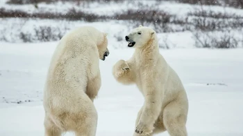 Beruang kutub (Ursus maritimus) berkelahi di atas salju. Tundra Arktik, Kanada. Foto: Discoverwildlife
