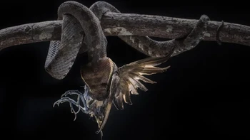 Ular berbisa memakan burung di Indonesia/ Foto: Discoverwildlife