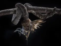 Potret Satwa Liar Paling Brutal: Momen Ganas yang Tertangkap Kamera