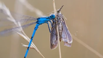 Capung jarum menyerang ngengat di padang rumput Cohens Fields/ Foto: Discoverwildlife
