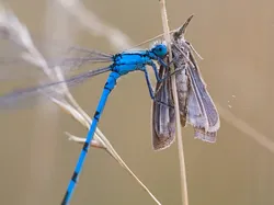Potret Satwa Liar Paling Brutal: Momen Ganas yang Tertangkap Kamera