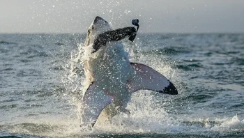 Hiu Putih Besar (Carcharodon carcharias) melompat saat diserang Foto: Discoverwildlife