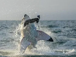 Potret Satwa Liar Paling Brutal: Momen Ganas yang Tertangkap Kamera