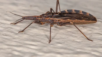 Serangga pembunuh atau yang juga dikenal sebagai serangga ciuman, dapat membawa penyakit Chagas. Foto: Discoverwildlife