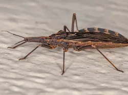 Potret Satwa Liar Paling Brutal: Momen Ganas yang Tertangkap Kamera