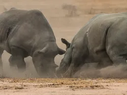 Potret Satwa Liar Paling Brutal: Momen Ganas yang Tertangkap Kamera