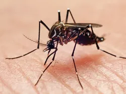 Potret Satwa Liar Paling Brutal: Momen Ganas yang Tertangkap Kamera