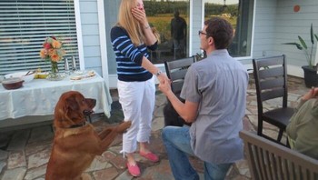 Melamar kekasihnya dan anjingnya ikutan memohon agar temannya diterima. She said yes. Foto: Dogs are family via Bored Panda