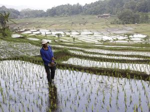 Produksi Beras Jan-Nov 2025 Dekati Prediksi FAO-USDA, Capai 33,19 Juta Ton