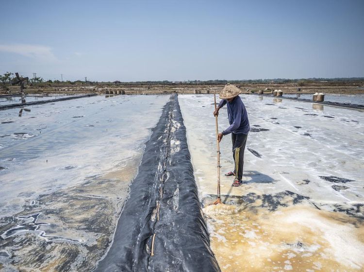 Panen Garam Jepara Terhambat Hujan, Produksi Merosot Tajam