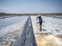 Panen Garam Jepara Terhambat Hujan, Produksi Merosot Tajam