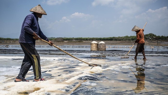 Petani memanen garam di area tambak garam rakyat, Desa Bulakbaru, Kedung, Jepara, Jawa Tengah, Kamis (2/10/2025). Menurut sejumlah petani setempat produksi garam menurun pada musim panen dari yang biasanya mencapai 1.000 karung (40 kilogram per karung) menjadi hanya sekitar 500 karung karena hujan yang masih sering turun sehingga mengganggu proses produksi. ANTARA FOTO/Aprillio Akbar/agr