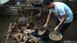 Peternak Bebek Bogor Tertekan Cuaca Buruk
