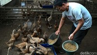 Hujan dan cuaca yang tidak menentu menjadi faktor utama turunnya produksi.  