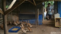 Dari 150 ekor bebek yang biasanya menghasilkan 100 telur per hari, kini hanya sekitar 50 telur.  
