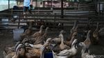 Peternak Bebek Bogor Tertekan Cuaca Buruk