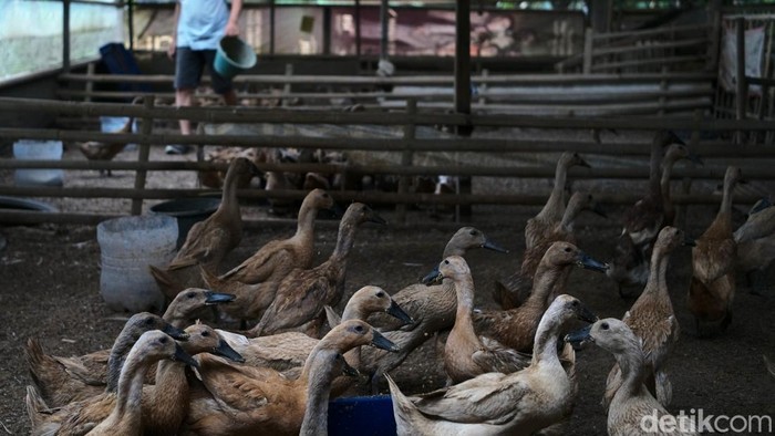 Peternak unggas menata telur bebek di salah satu peternakan di Parung Panjang, Bogor, Jawa Barat.