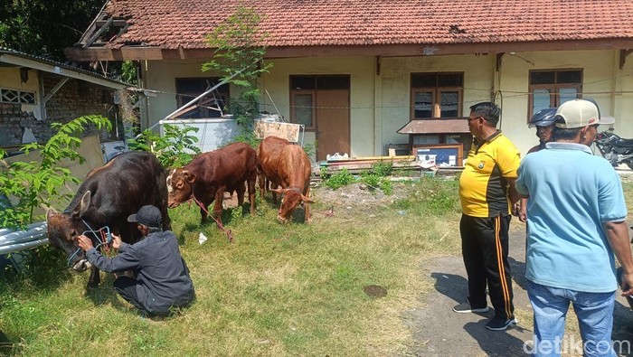 Polisi amankan 6 ekor sapi hasil curian di Probolinggo