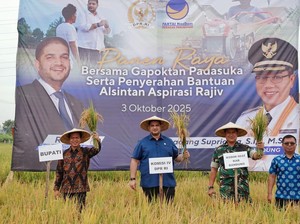 Panen Raya Padi di Bandung, Rajiv Tegaskan Dukungan NasDem untuk Petani