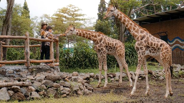 Royal Safari Garden