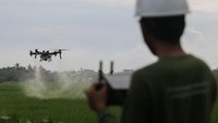 Dengan menggunakan drone, petani hanya membutuhkan waktu rata-rata 15 menit untuk satu hektare lahan dengan tarif Rp550 ribu-Rp600 ribu termasuk larutan pestisida per hektarenya. Foto: ANTARA FOTO/Angga Budhiyanto