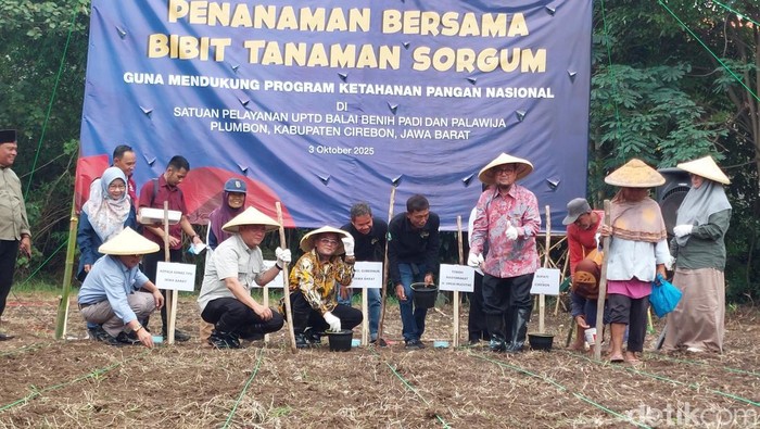 Wakil Gubernur Jawa Barat, Erwan Setiawan saat menanam sorgum di Cirebon