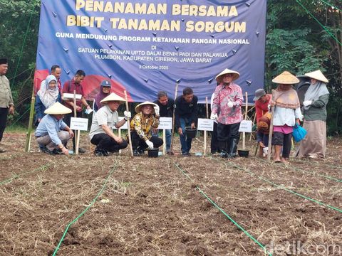 Wakil Gubernur Jawa Barat, Erwan Setiawan saat menanam sorgum di Cirebon