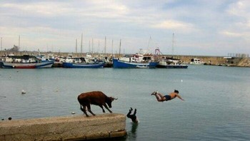 Ketika dikejar banteng. Foto: Boredpanda