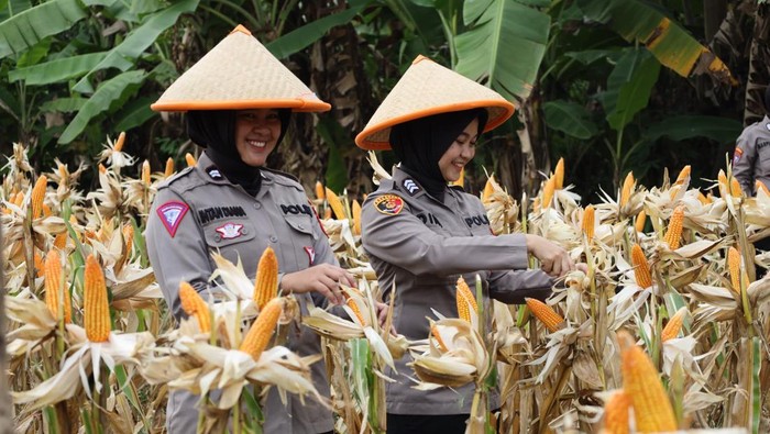 Penen jagung Polda Banten