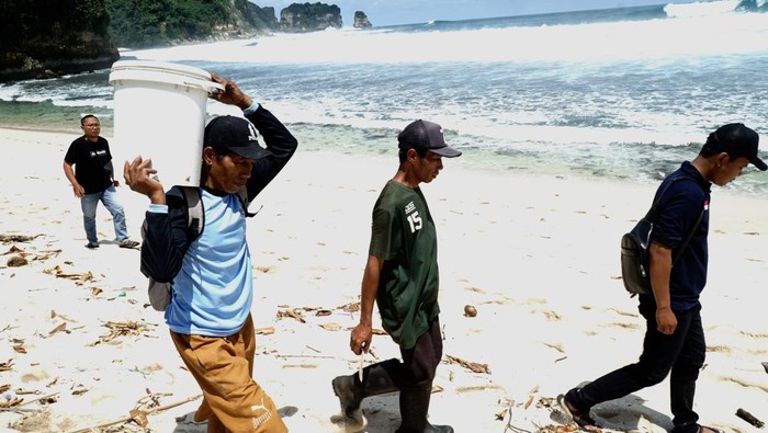 Relawan kelompok sadar wisata mengevakuasi telur penyu (chelonia mydas) di Pantai Sanggar, Tulungagung, Jawa Timur, Sabtu (4/10/2025). Lebih dari 130 butir telur penyu berhasil ditemukan dan dievakuasi ke tempat penetasan yang aman demi menghindari serangan predator alami seperti biawak, ular ataupun penjarahan manusia. ANTARA FOTO/Destyan Sujarwoko/nz