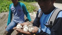 Sejumlah relawan dengan hati-hati memindahkan telur penyu ke wadah penetasan buatan untuk memastikan proses penetasan berlangsung aman dari predator alami. Foto: ANTARA FOTO/Destyan Sujarwoko