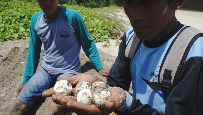 Relawan kelompok sadar wisata mengevakuasi telur penyu (chelonia mydas) di Pantai Sanggar, Tulungagung, Jawa Timur, Sabtu (4/10/2025). Lebih dari 130 butir telur penyu berhasil ditemukan dan dievakuasi ke tempat penetasan yang aman demi menghindari serangan predator alami seperti biawak, ular ataupun penjarahan manusia. ANTARA FOTO/Destyan Sujarwoko/nz