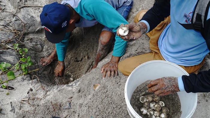 Relawan kelompok sadar wisata mengevakuasi telur penyu (chelonia mydas) di Pantai Sanggar, Tulungagung, Jawa Timur, Sabtu (4/10/2025). Lebih dari 130 butir telur penyu berhasil ditemukan dan dievakuasi ke tempat penetasan yang aman demi menghindari serangan predator alami seperti biawak, ular ataupun penjarahan manusia. ANTARA FOTO/Destyan Sujarwoko/nz