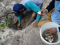 Potret Relawan Selamatkan Ratusan Telur Penyu dari Predator di Tulungagung