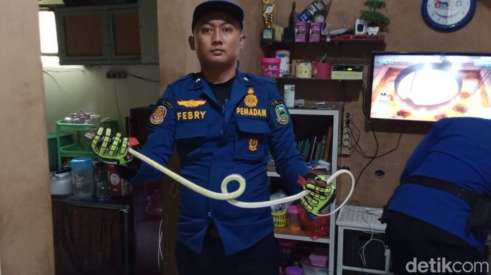 Proses penangkapan ular karos yang masuk rumah warga
