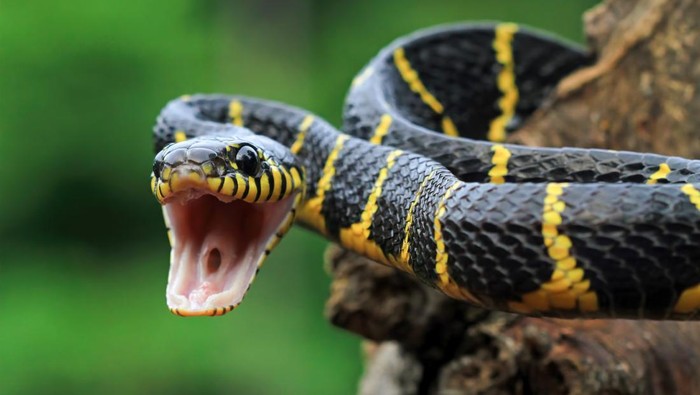 Ular cincin emas (Boiga dendrophila boie)