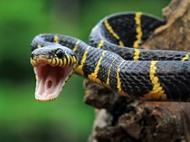 Benarkah Ular Cincin Emas Membawa Keberuntungan? Ini Penjelasan Mitosnya