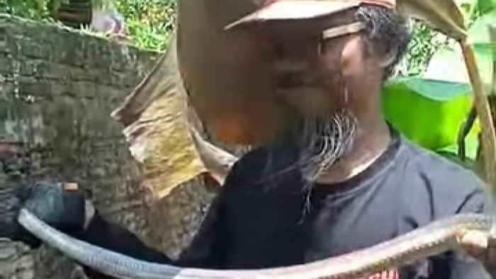 Ular kobra Jawa dan telurnya dievakuasi di Desa Plosowangi, Klaten, Sabtu (4/10/2025).