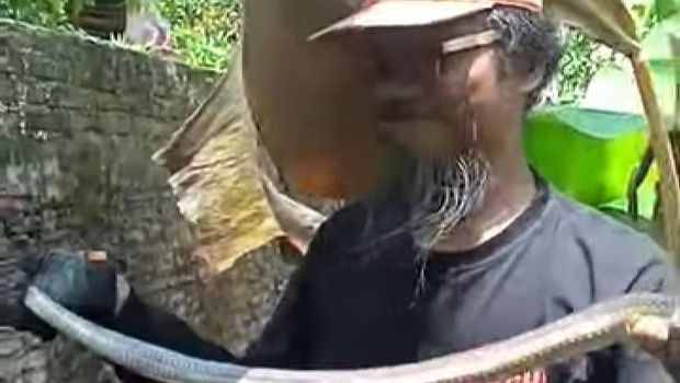 Ular kobra Jawa dan telurnya dievakuasi di Desa Plosowangi, Klaten, Sabtu (4/10/2025).