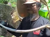 Penemuan Kobra dan 30 Telur Hampir Menetas di Rumah Warga Klaten