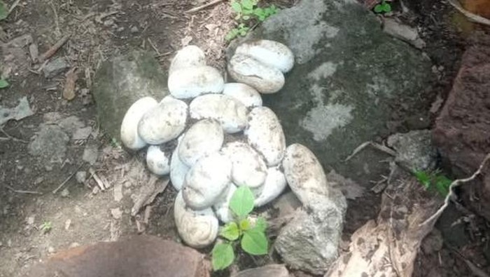 Ular kobra Jawa dan telurnya dievakuasi di Desa Plosowangi, Klaten, Sabtu (4/10/2025).