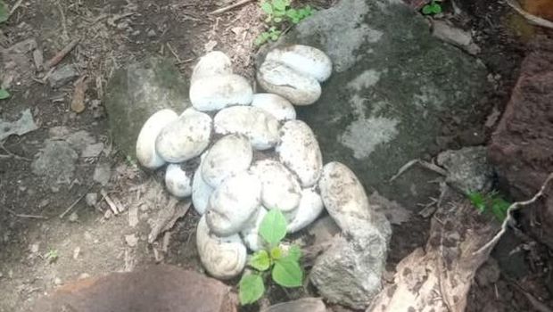 Ular kobra Jawa dan telurnya dievakuasi di Desa Plosowangi, Klaten, Sabtu (4/10/2025).