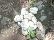 Penampakan Induk Kobra dan 30 Telur Siap Tetas Bersarang di Rumah Warga Klaten