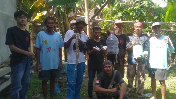 Ular kobra Jawa dan telurnya dievakuasi di Desa Plosowangi, Klaten, Sabtu (4/10/2025).