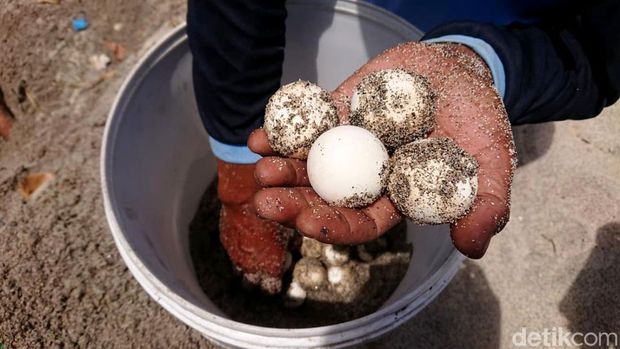 9 Tahun Konservasi Penyu di Pesisir Selatan Tulungagung dengan Peralatan Sederhana